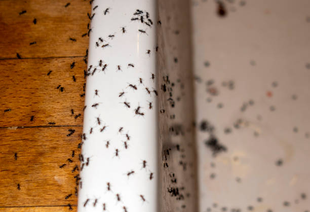 Best Cockroach Control Services  in Hope Mills, NC
